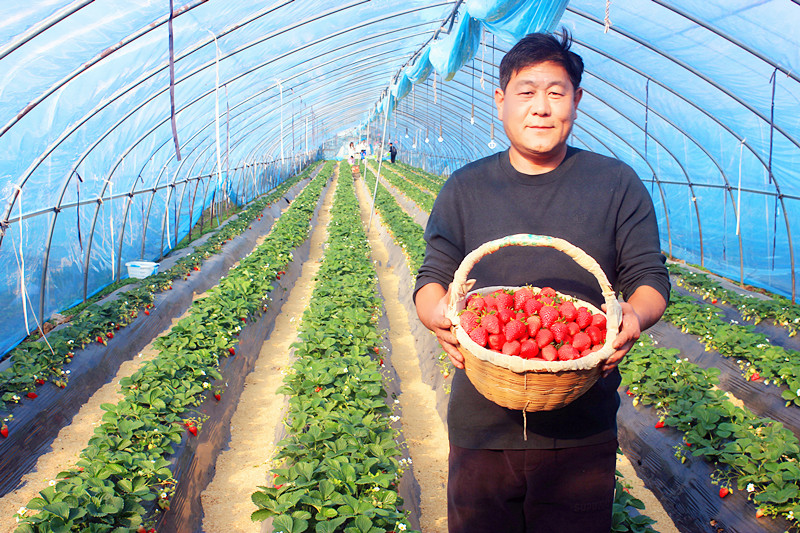 2025��ɽ�|��ݮ�a(ch��n)�I(y��)����A�M���_�����f���R�ϲ�ݮ�@��ժ�ý�