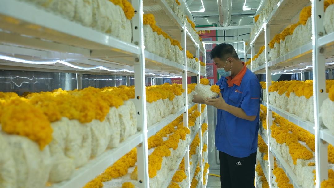 ɽ�|���f�����S�𡱮a(ch��n)�I(y��)����ġ������������Ƽ���(w��n)�a(ch��n)��